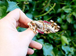 1930s Brooch