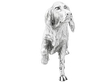 Silver Setter 