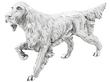 Silver Setter 