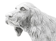 Silver Setter 
