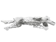 Silver Setter underneath