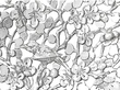 detail of Chinese Silver Fruit Dish