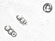 Italian tray hallmarks