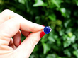 Antique Burmese Sapphire Ring Outside