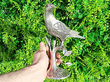 Silver Bird Table Ornament outside