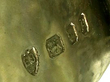 Harp Trophy hallmarks