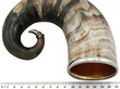 Horn Hunting Beaker size