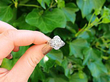 Large Diamond and Platinum Cocktail Ring Wearing