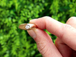 Gold and Diamond Pinky Ring outside 