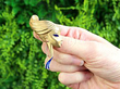 Vintage Gold Ladies Face Brooch for Sale Grading