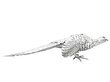Silver Pheasants Ornaments