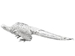 Silver Pheasants Ornament Models