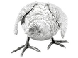 Silver Pheasant