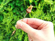 Antique Victorian Agate Pin Brooch 