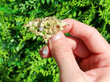 Diamond Yellow Gold Brooch