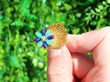 Chrysoprase and Sodalite Dress Ring