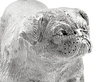 Sterling Silver Pug