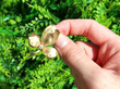 diamond gold leaf brooch outside