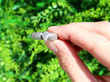 diamond white gold ring outside
