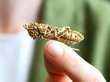 Grasshopper Brooch