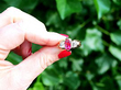 Victorian Oval Ruby and Diamond Ring Outside 