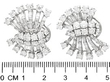 Platinum Earrings