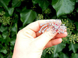Diamond Floral Spray Brooch in Platinum
