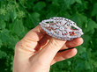 Antique Diamond Plaque Brooch outside