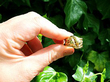Snake Ring in Gold 