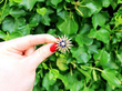 Victorian Style Pearl Star Brooch