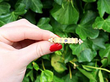 Victorian Gold and Gemstone Bar Brooch