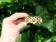 Vintage gemstone bracelet
