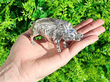 Silver Pig Vesta Case