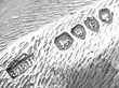 Silver Pig Vesta Case