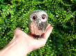 Antique Silver Owl Mustard Pot