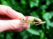 Vintage Bird Brooch