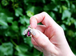 Antique Insect Brooch