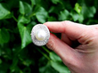 Large Pearl Studs