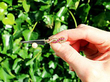 Sword Brooch