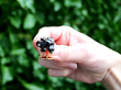 Frog Cufflinks