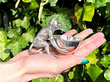Antique Novelty Sterling Silver Bowl 