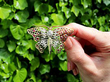 Butterfly Brooch