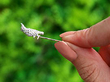 Antique Bird Brooch with Diamonds 