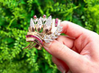 Ruby Brooch Vintage