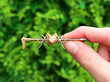 Fox Brooch in Gold