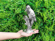 Sterling Silver Presentation Birds UK