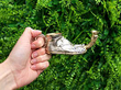 Antique Silver Go to Bed Candlestick