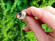 Victorian Snake Ring in Gold 