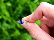 Sapphire Ring Antique