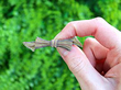 Bow Brooch